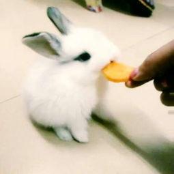 娱乐吃瓜小兔兔,小兔兔的吃瓜日常